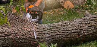 Best Tree Health Inspection  in Huntgton, IN