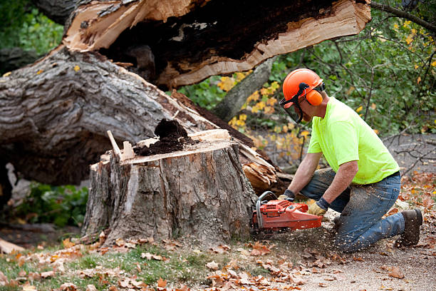Best Tree Preservation Services  in Huntgton, IN